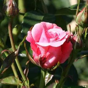 Tickled Pink Rose (Rosa Tickled Pink) 4